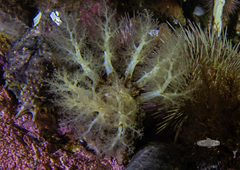 Pentacta doliolum