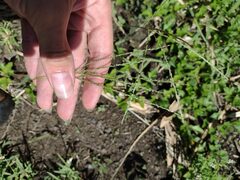 Digitaria violascens