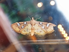 Cotachena