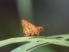 Potanthus serina