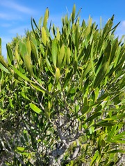 Olea