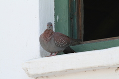 Columba guinea phaeonota