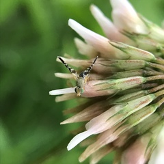 Spathulina acroleuca