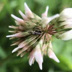 Spathulina acroleuca