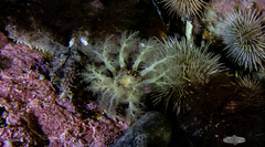 Pentacta doliolum