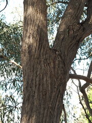 Eucalyptus macrorhyncha