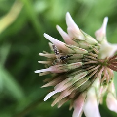 Spathulina acroleuca