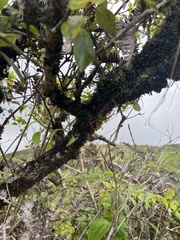 Crepidomanes minutum