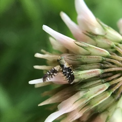 Spathulina acroleuca