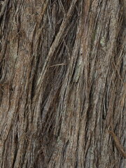 Eucalyptus macrorhyncha