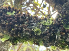 Crepidomanes minutum