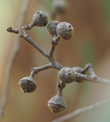 Eucalyptus macrorhyncha