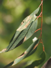 Eucalyptus macrorhyncha