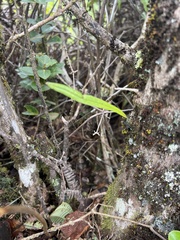 Lepisorus thunbergianus