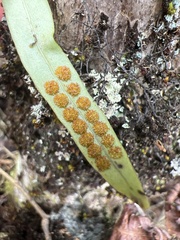 Lepisorus thunbergianus