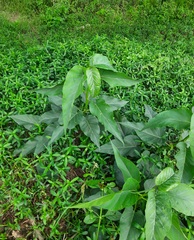 Ipomoea carnea fistulosa