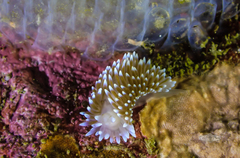 Antiopella longidentata