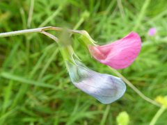 Lathyrus nissolia