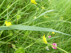 Lathyrus nissolia