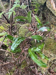 Elaphoglossum crassifolium