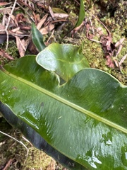 Elaphoglossum crassifolium