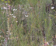 Xanthosia atkinsoniana