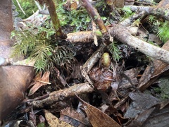 Elaphoglossum crassifolium