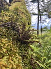 Adenophorus tamariscinus