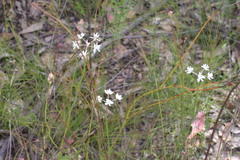 Xanthosia atkinsoniana