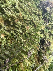 Adenophorus tamariscinus