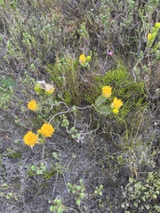 Lachnaea aurea