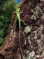 Bronchocela