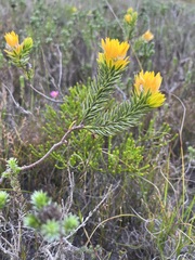 Lachnaea aurea
