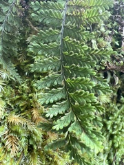 Adenophorus tamariscinus