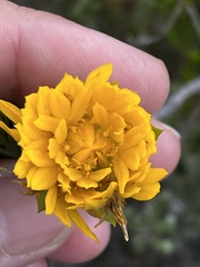 Lachnaea aurea