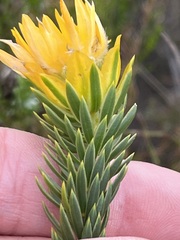Lachnaea aurea