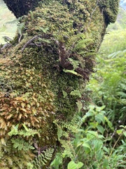 Adenophorus tamariscinus