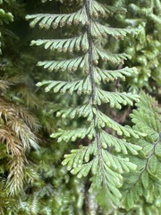 Adenophorus tamariscinus