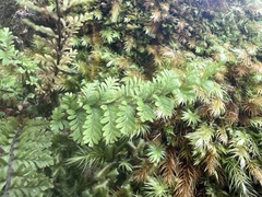 Adenophorus tamariscinus