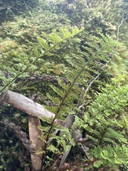 Adenophorus tamariscinus