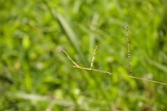 Paspalum plicatulum