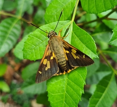 Trapezites symmomus