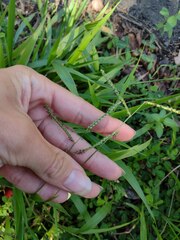 Paspalum mandiocanum