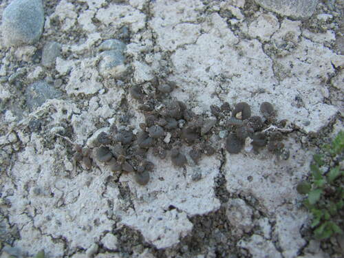 Dysphania pusilla, photograph 6