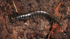 Cormocephalus esulcatus