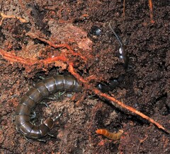 Cormocephalus esulcatus