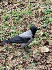 Corvus cornix