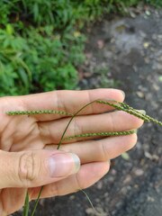 Paspalum mandiocanum