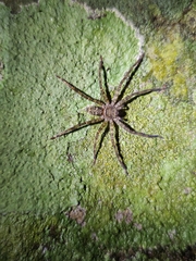 Sparassidae