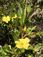 Hibbertia cuneiformis